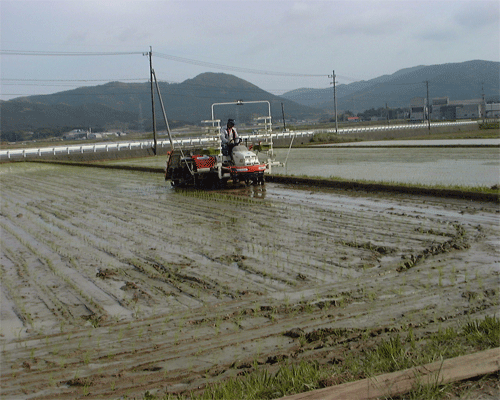 画像: 田植えが終了いたしました。